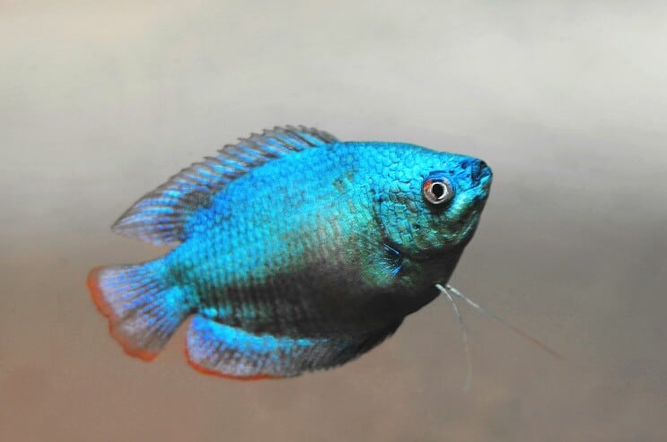 Rūķu Gourami izskats