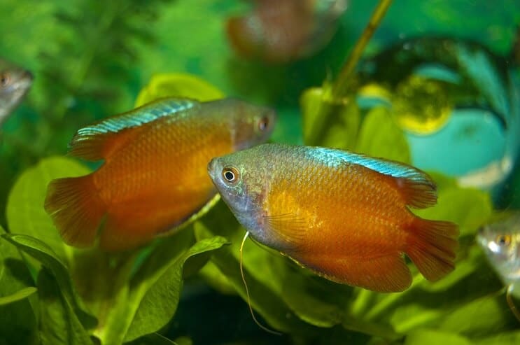 Divi rūķi Gourami