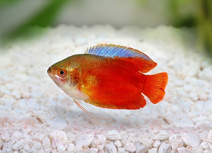 Liesmas rūķis Gourami