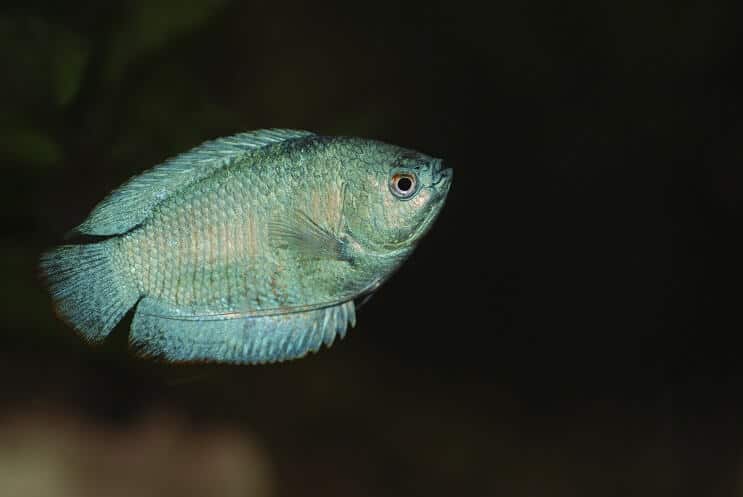 Punduris Gourami Peldēšana