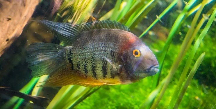 Josla Cichlid