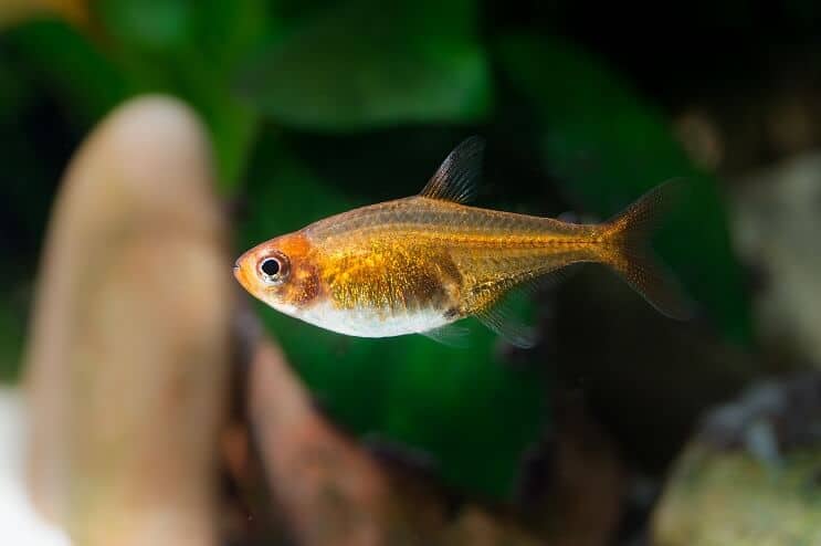 Ember Tetra izskats
