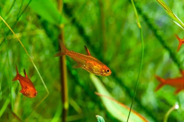 Ember Tetra Peldēšanās
