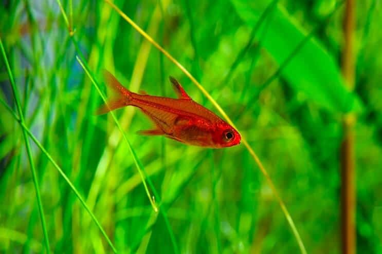 Uguns Tetra