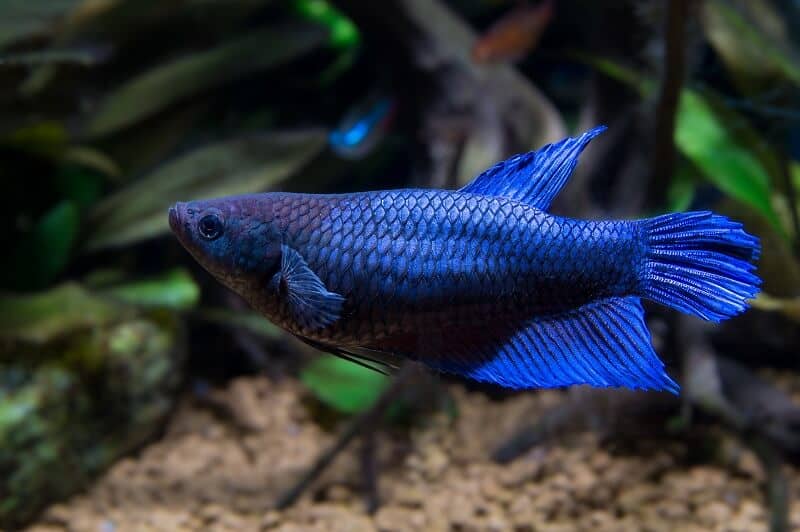 Sieviete Betta Fish