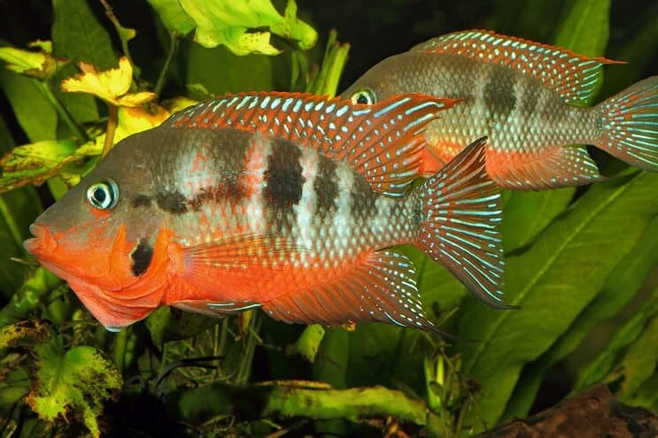 Firemouth Cichlid vīrietis un sieviete