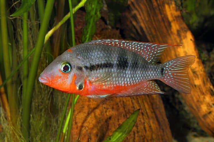 Firemouth Cichlid peldēšana