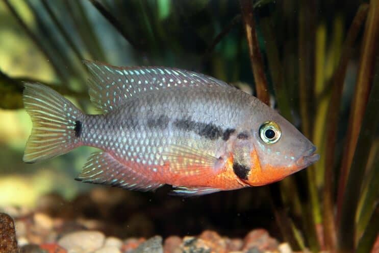 Firemouth Cichlid barošana