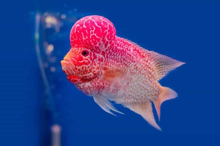 Flowerhorn Cichlid pārskats