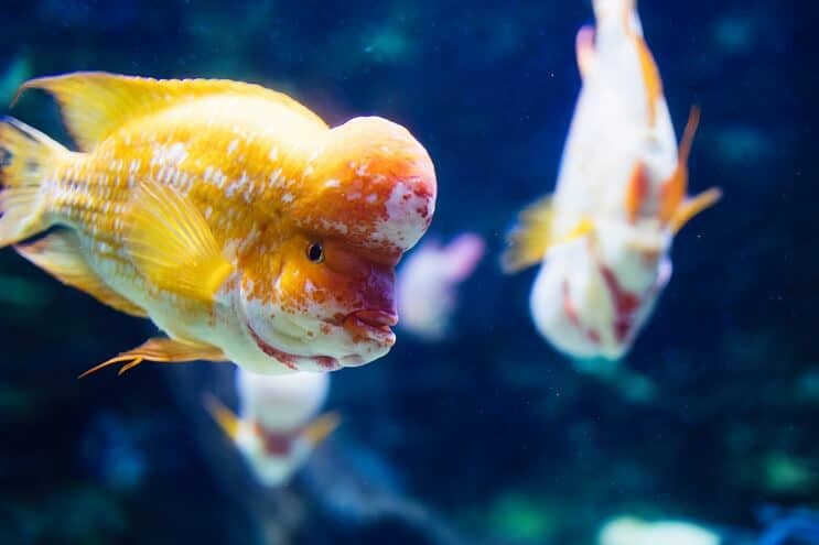 Puķu rags Cichlid