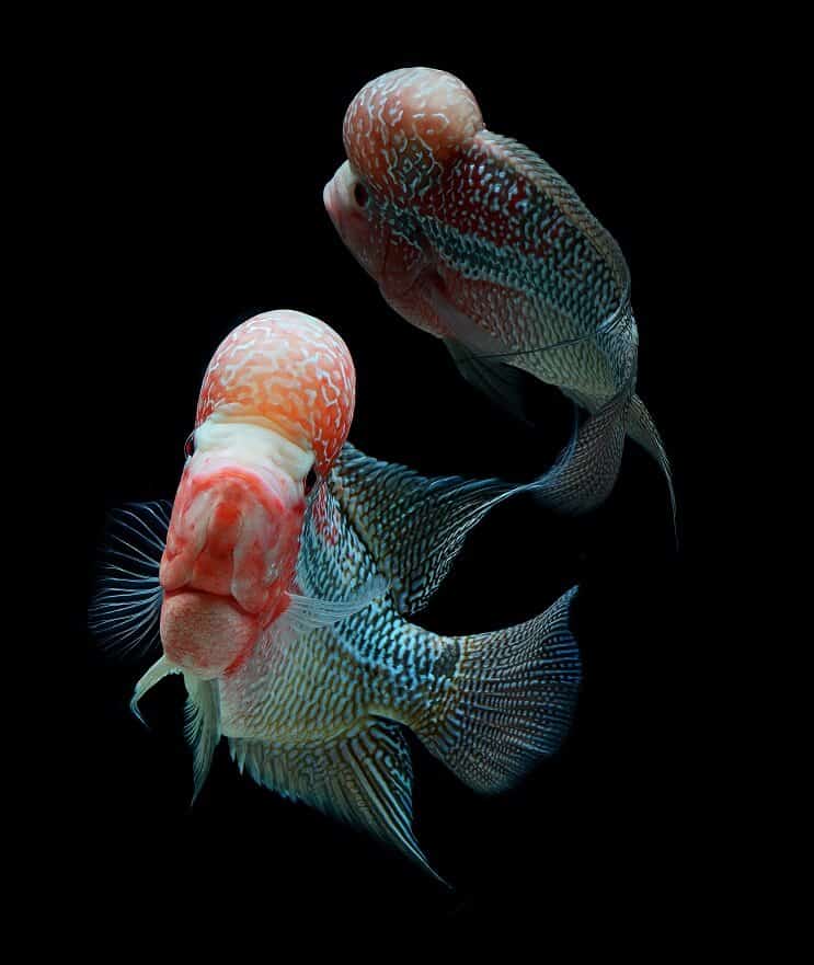 Flowerhorn Cichlid tvertņu biedri