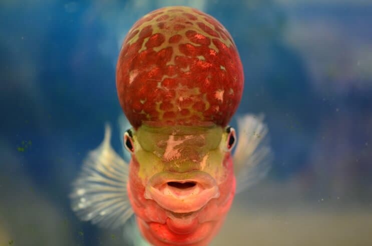 Flowerhorn Cichlid no priekšpuses