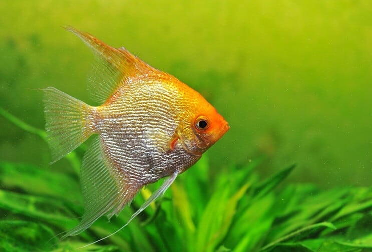Zelta angelfish