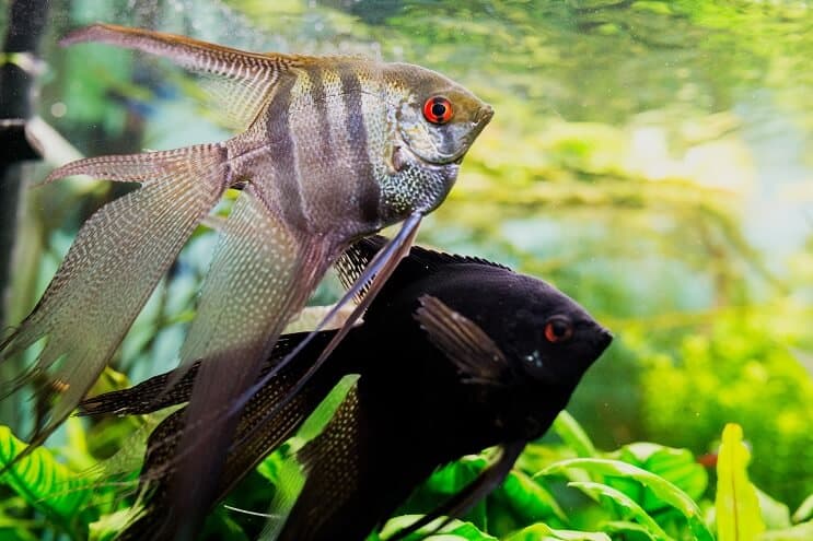Angelfish biotops