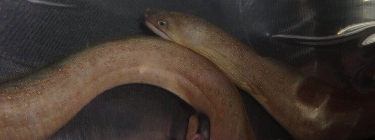 Saldūdens sniegpārsliņu zutis