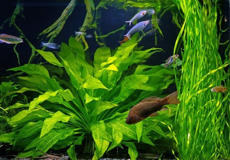 Stikla sams Tankmates