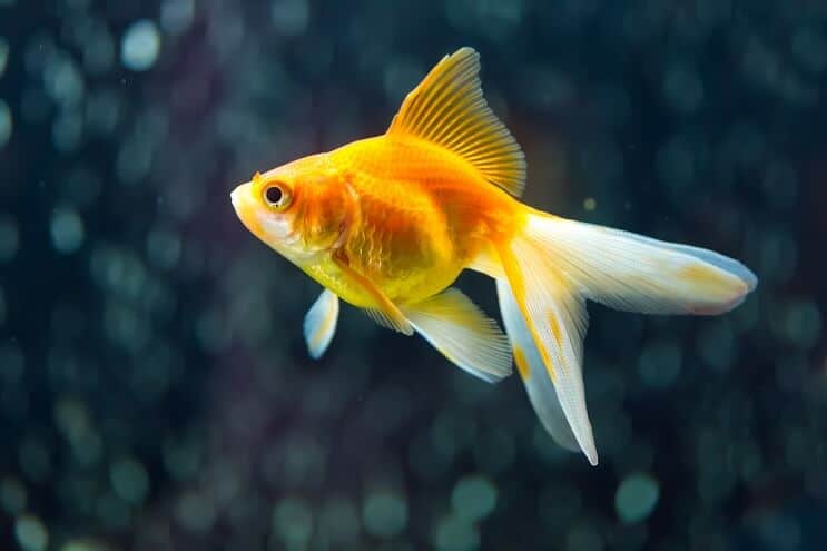 Fantail Zelta zivtiņa