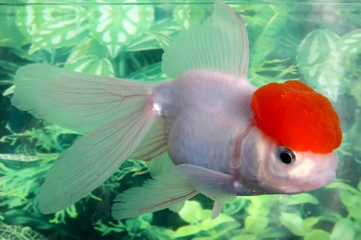 Oranda Zelta zivtiņa