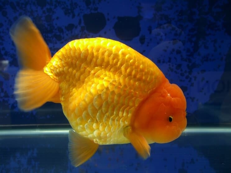 Ranchu zelta zivtiņa
