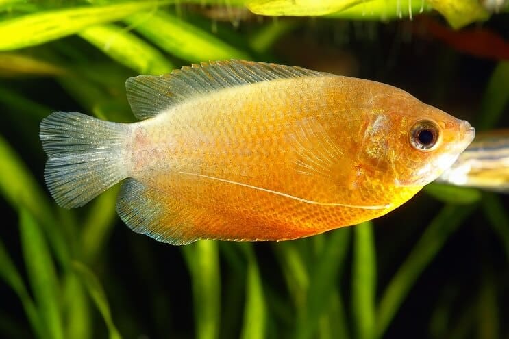 Medus Gourami