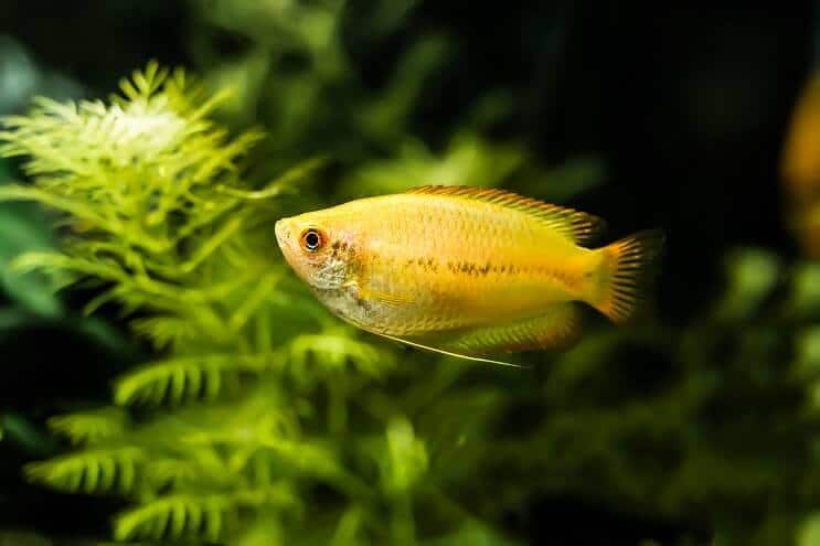 Medus Gourami izskats