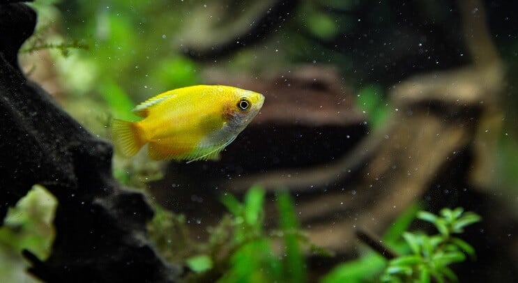 Saulrieta medus Gourami