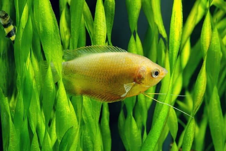 Medus Gourami kopšana