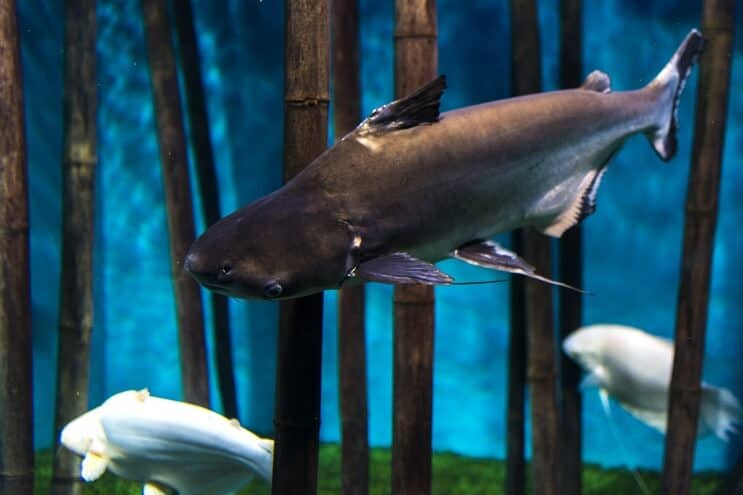 Pangasianodon hipoftālms