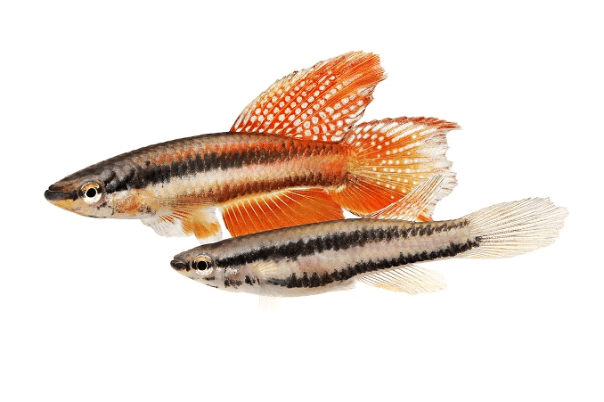 Pāris Lagos Red Killifish