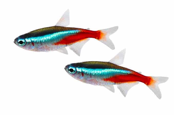 Neona Tetra