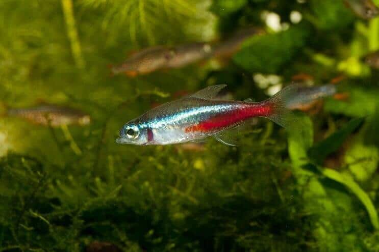 Neona Tetra