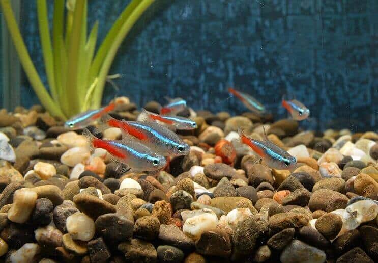 Neona tetras