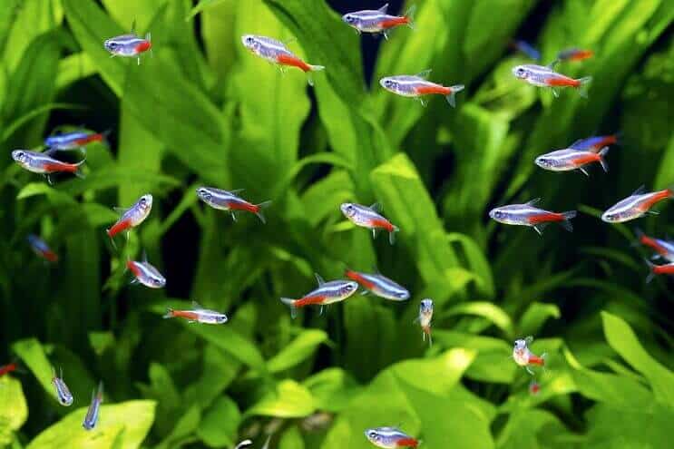 Neons Tetra Šoals