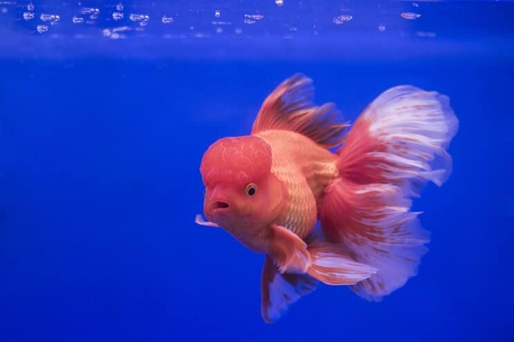 Oranda Zelta zivtiņa