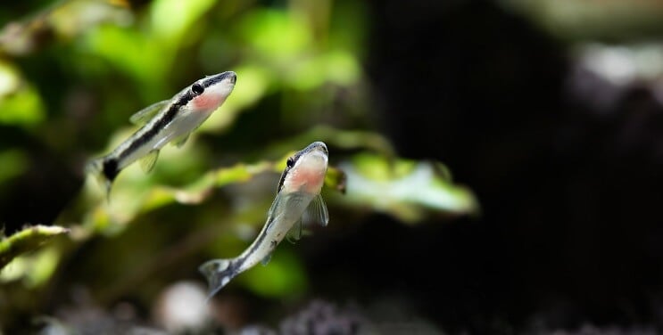 Otocinclus Peldēšana