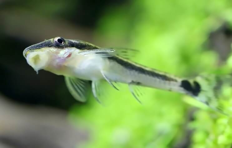 Otocinclus iestrēdzis tvertnē