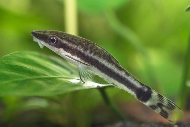 Otocinclus kopšana