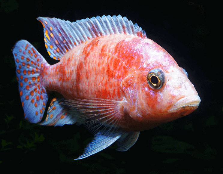 Āfrikas Malāvijas Cichlid