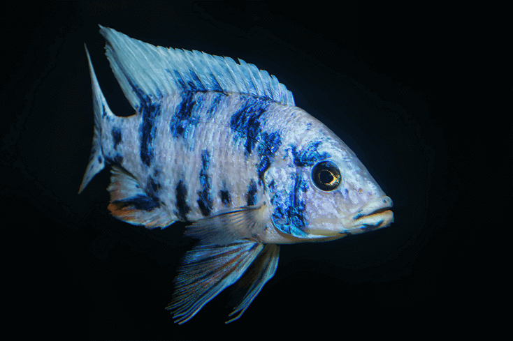 Aulonokara