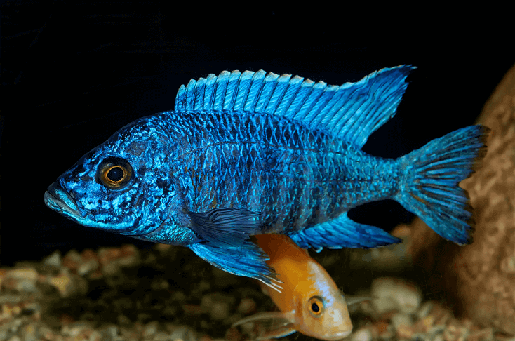 Aulonocara Zivis