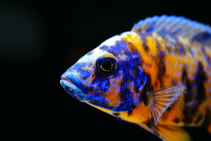 Āfrikas cichlid zivju krāsains akvārijs