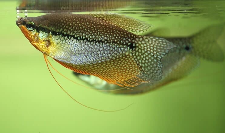 Pērļu Gourami izskats