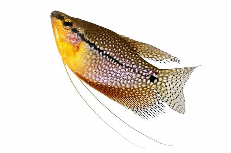 Pērle Gourami tuvu