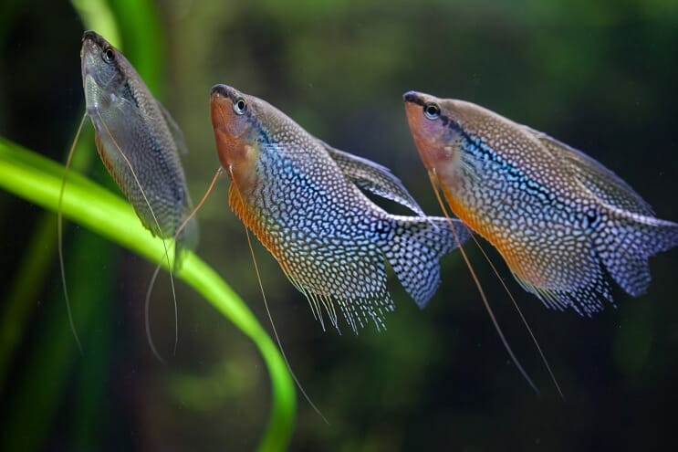 Pērļu Gourami grupa