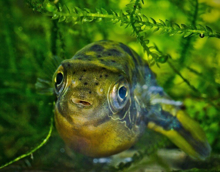 Rūķu zirņu puffer