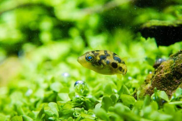 Zirņu puffer izskats