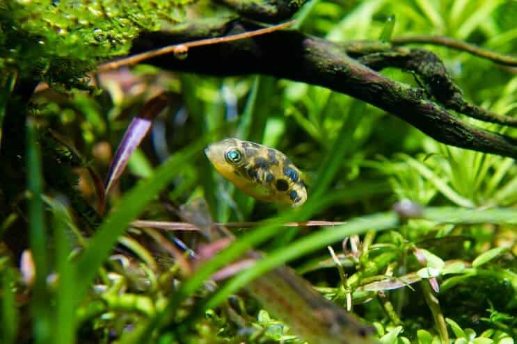 Zirņu puffer biotops