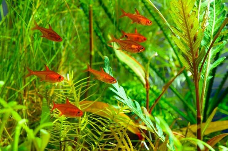 Ember Tetra tanku biedri