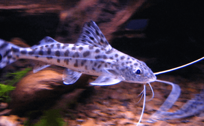 Pictus sams izskats