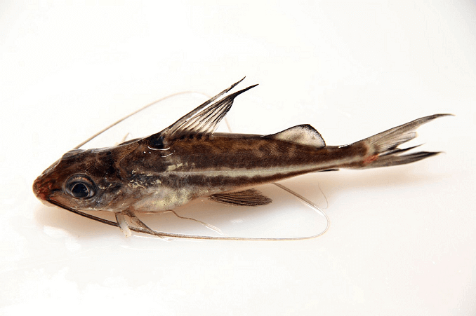 Pictus sams